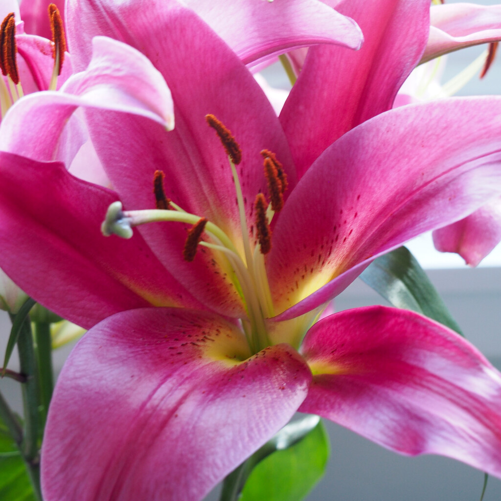 Beautiful Lily by alison365