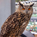 Owl by lumpiniman
