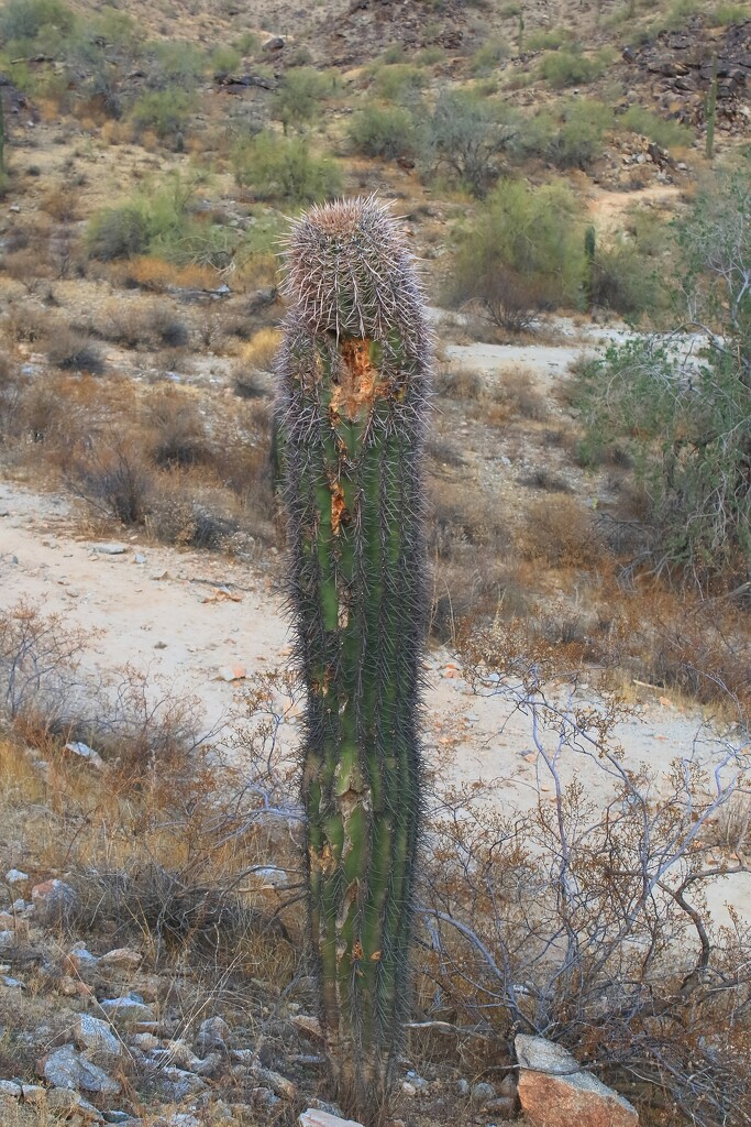 Saguaro by blueberry1222