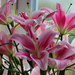 Christmas lillys........981 by neil_ge