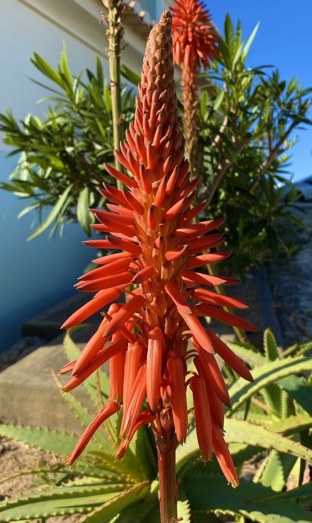 Candelabra Aloe by cmf