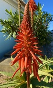 22nd Dec 2023 - Candelabra Aloe