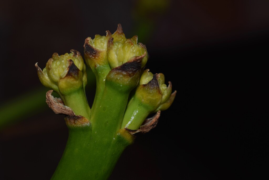 12 23 Agave buds by sandlily