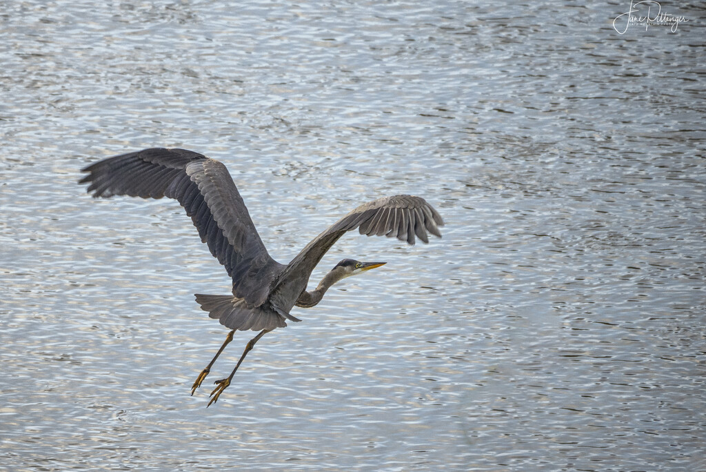Blue Heron Taking Off in the Sunlight by jgpittenger