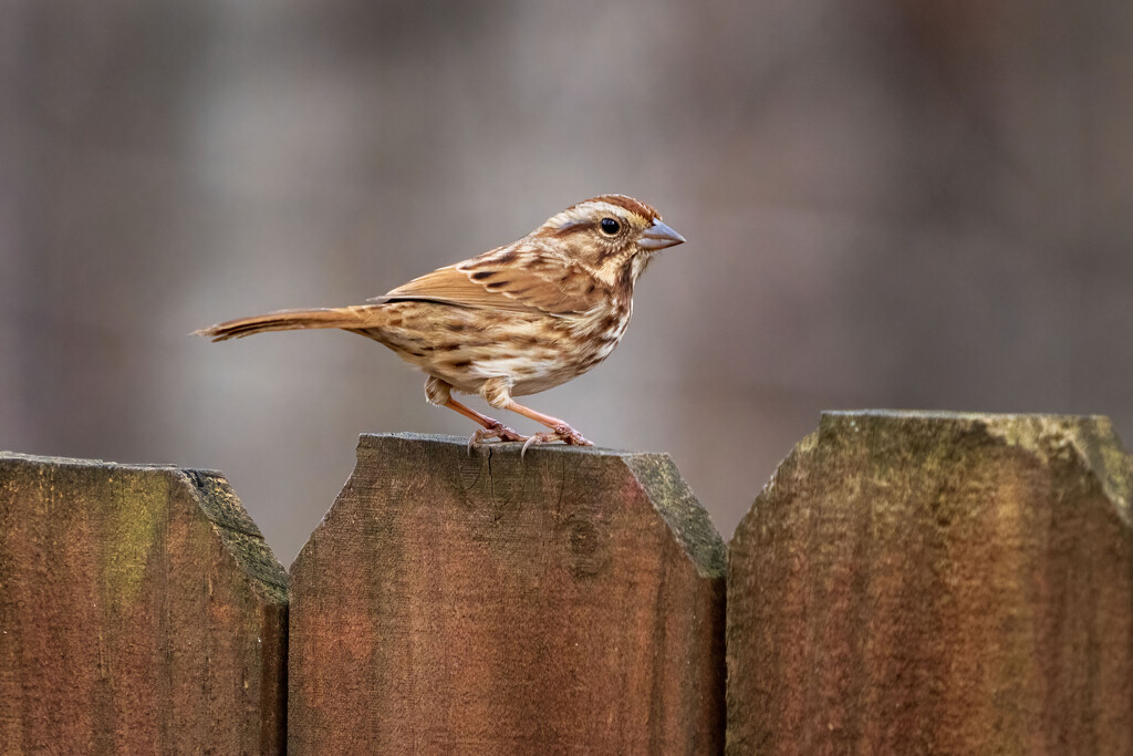 Song Sparrow by kvphoto
