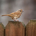 Song Sparrow by kvphoto