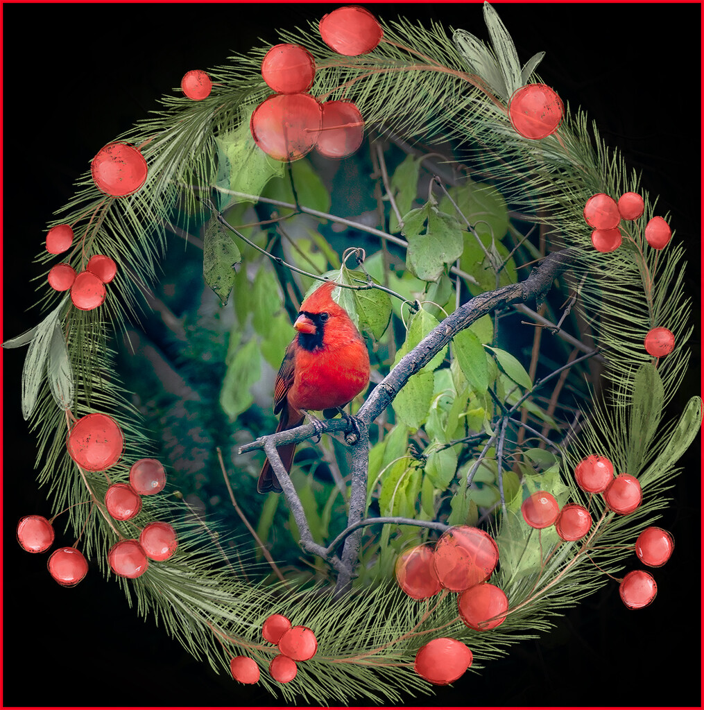 A Cardinal for Chriistmas by gardencat