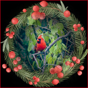 24th Dec 2023 - A Cardinal for Chriistmas