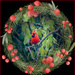 A Cardinal for Chriistmas by gardencat