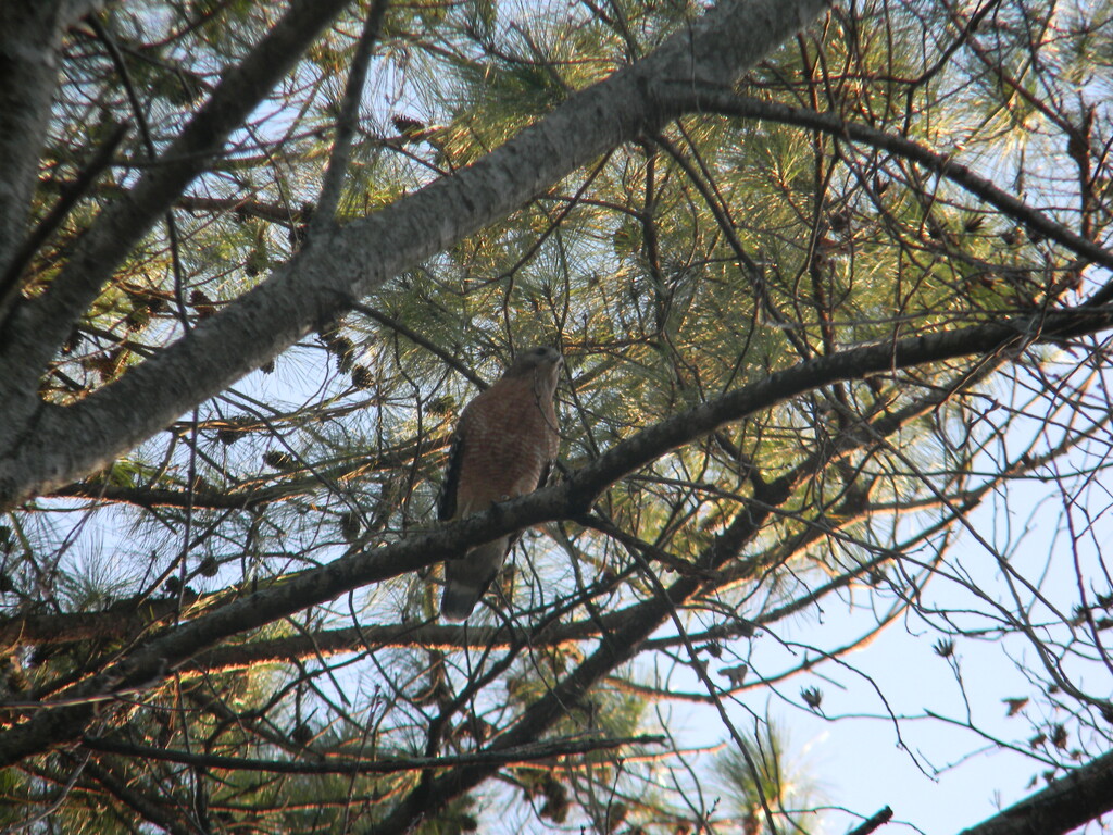 Hawk Sitting on Branch by sfeldphotos