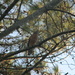 Hawk Sitting on Branch by sfeldphotos