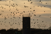 21st Dec 2023 - Swirling Birds and Silo