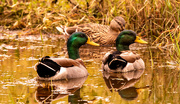 24th Dec 2023 - Mallard Ducks Scoping Out the Grass Beds!