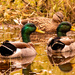 Mallard Ducks Scoping Out the Grass Beds! by rickster549