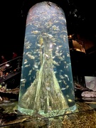 22nd Dec 2023 - At the aquarium 