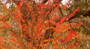24th Dec 2023 - A Little Bit of Fall Color in Florida!