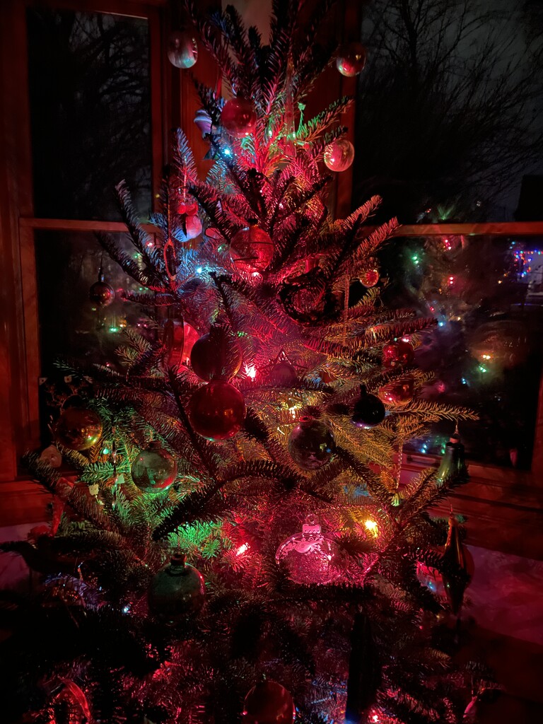 Tree lit after dark by mcsiegle