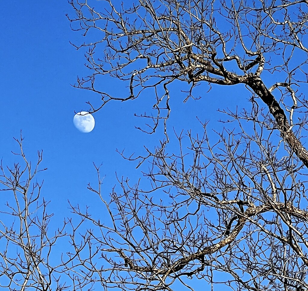 Moon and winter trees by congaree