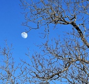 25th Dec 2023 - Moon and winter trees