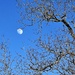Moon and winter trees by congaree