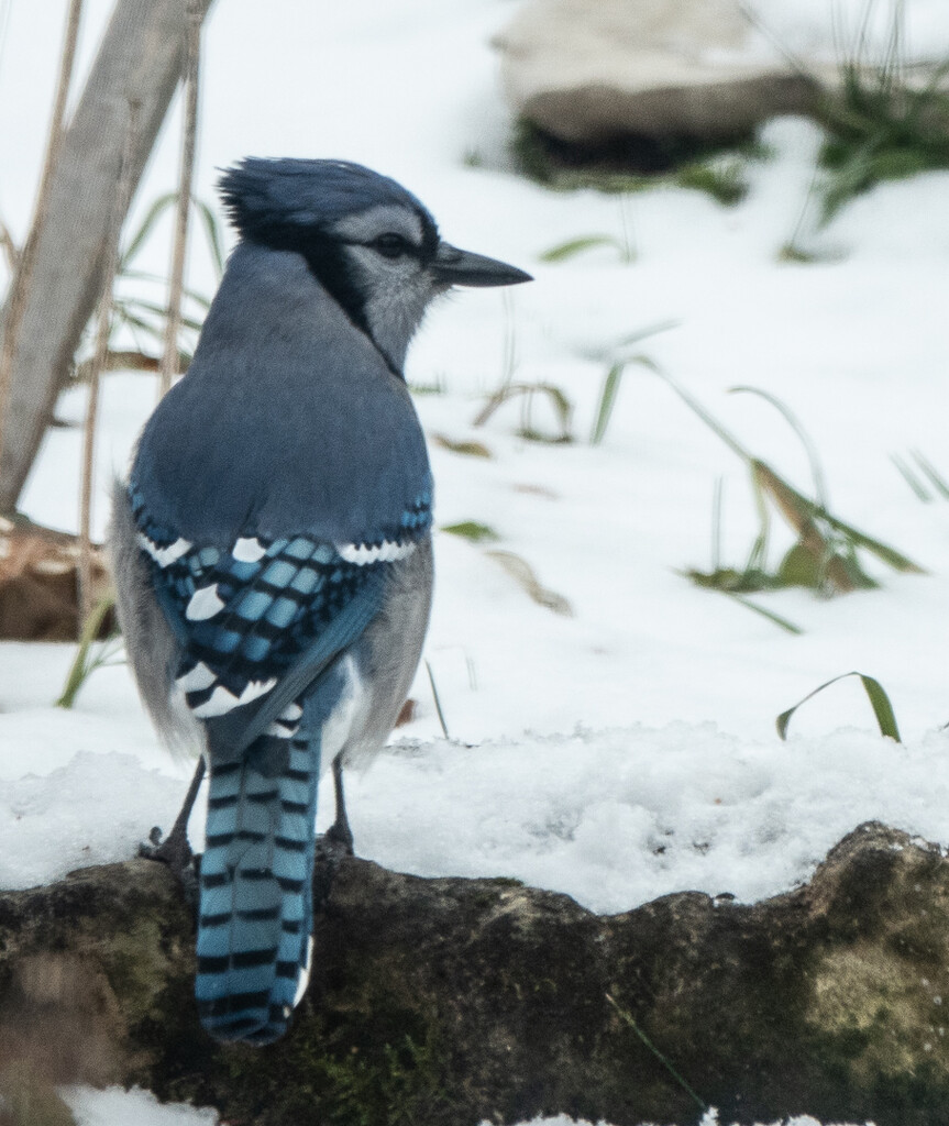 Blue Jay visit  by radiogirl