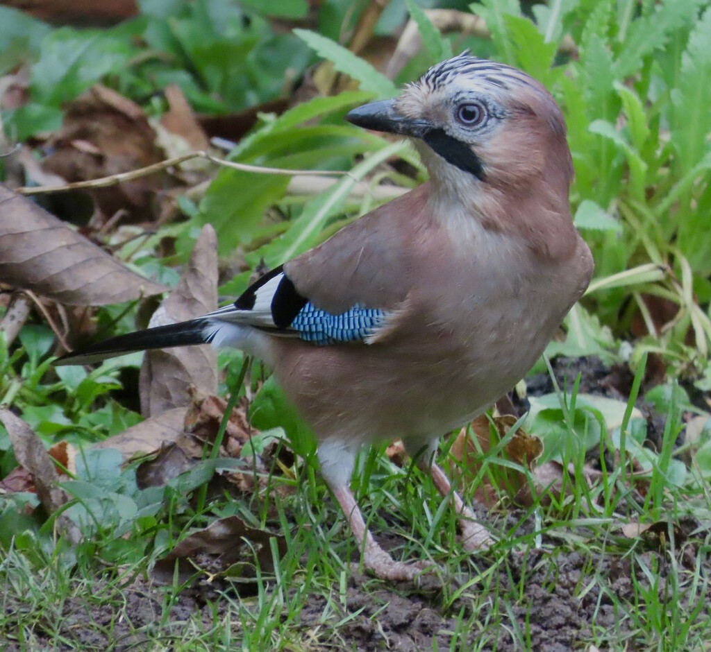 My indignant Jay is wondering why I’ve not been filling the feeders by orchid99