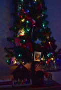 25th Dec 2023 - "O Christmas Tree, O Christmas Tree..."