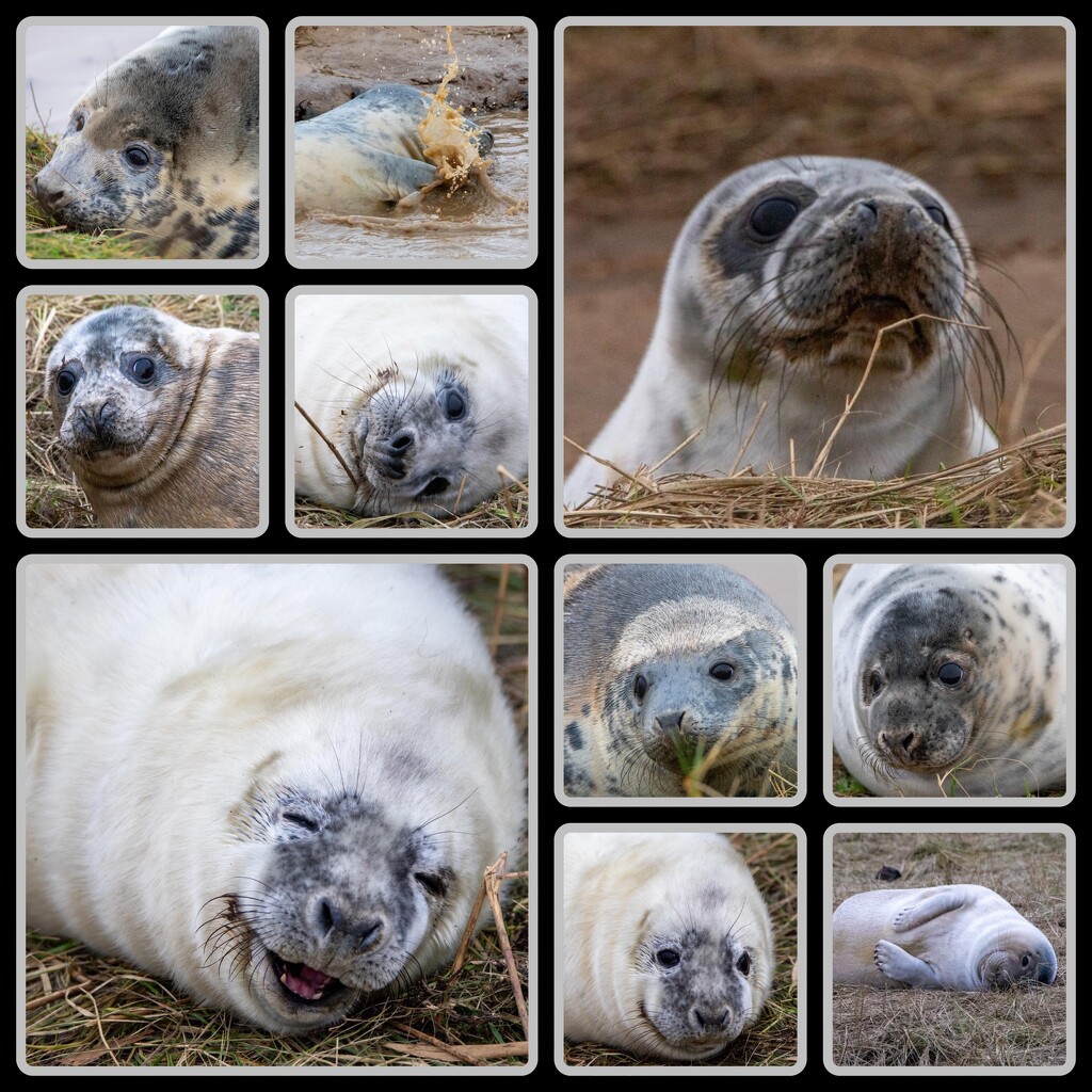 Donna Nook Grey Seals by phil_sandford