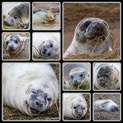 20th Dec 2023 - Donna Nook Grey Seals