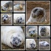 Donna Nook Grey Seals by phil_sandford