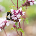 Bumble Bee  by yorkshirekiwi