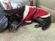 25th Dec 2023 - Christmas can be exhausting!