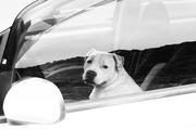 26th Dec 2023 - dogs in cars
