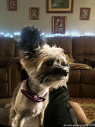 26th Dec 2023 - Chinese crested