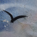seagull ? by grumpyoldman