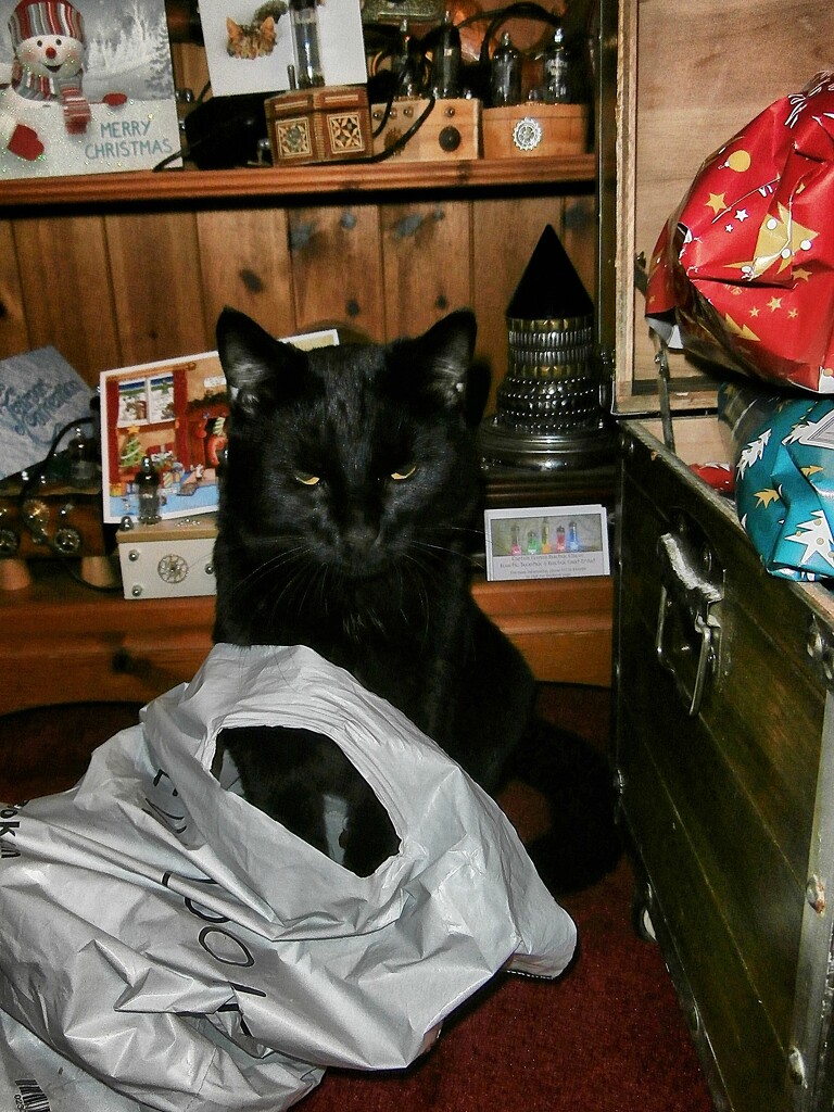 Black cat Jack......... by cutekitty