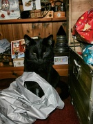 26th Dec 2023 - Black cat Jack.........