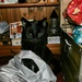 Black cat Jack......... by cutekitty