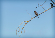 26th Dec 2023 - Birds in the distance