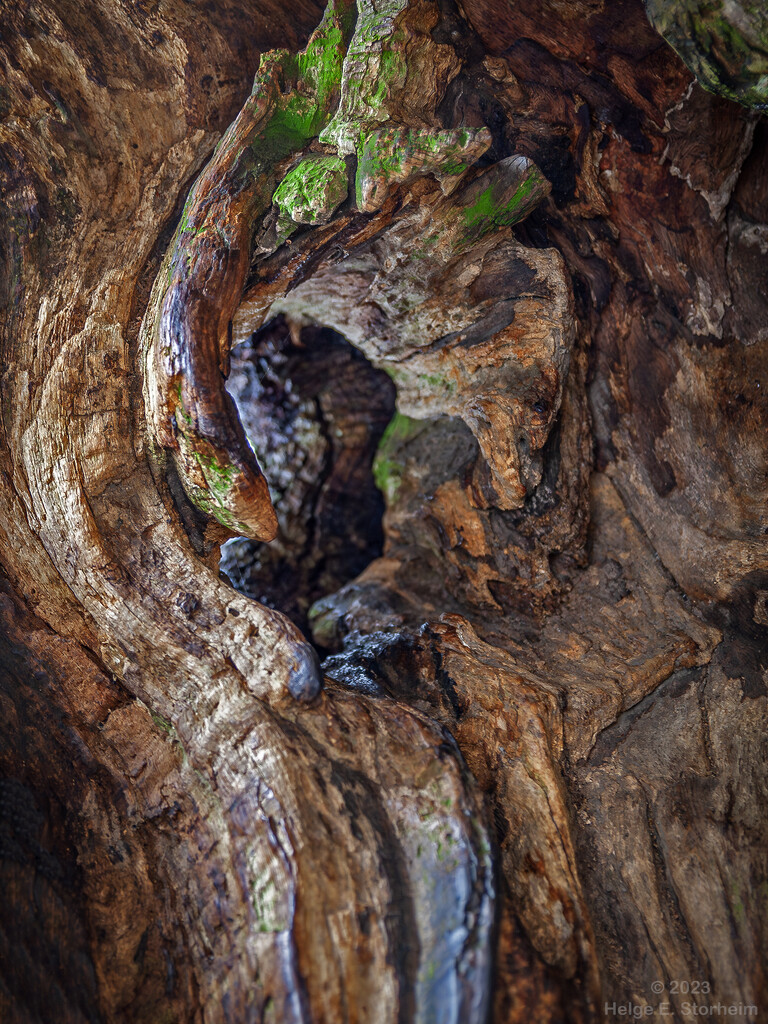 The inside of an old oak tree by helstor365