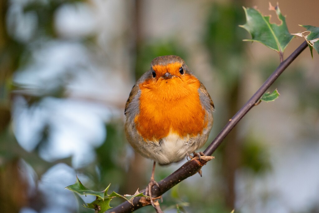 The Walk of Many Robins by phil_sandford