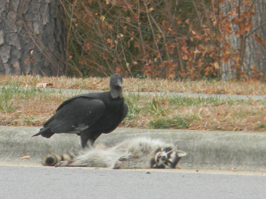 Vulture and Dead Raccoon  by sfeldphotos