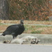 Vulture and Dead Raccoon  by sfeldphotos