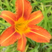 Orange Daylily  by sfeldphotos