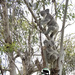 kindy days by koalagardens