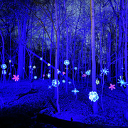 21st Dec 2023 - Lights In The Forest