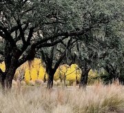 26th Dec 2023 - Afternoon light and live oak trees