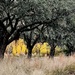 Afternoon light and live oak trees by congaree