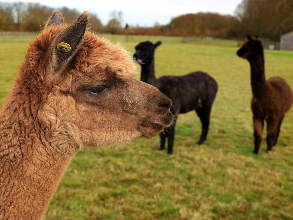 Friendly Alpaca........983 by neil_ge