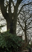 22nd Dec 2023 - Beech Trees. Blackburn Road. 